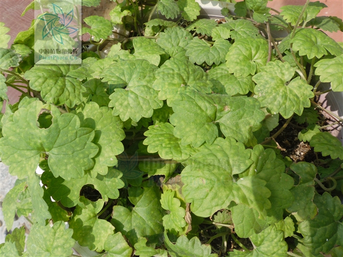  p>日本活血丹(学名:glechoma grandis (a. gray) kupr.