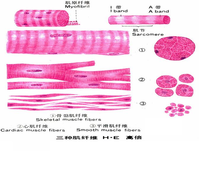 肌纤维
