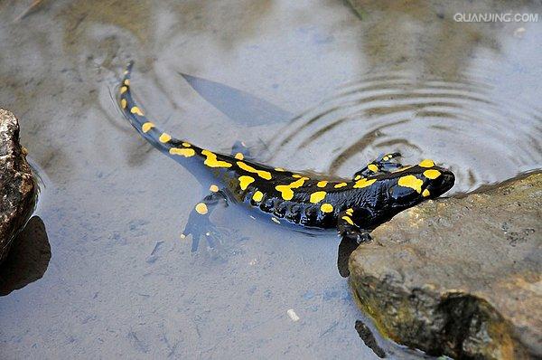  p>火蝾螈(学名:salamandra salamandra),又名真螈,火螈,可能是欧洲最