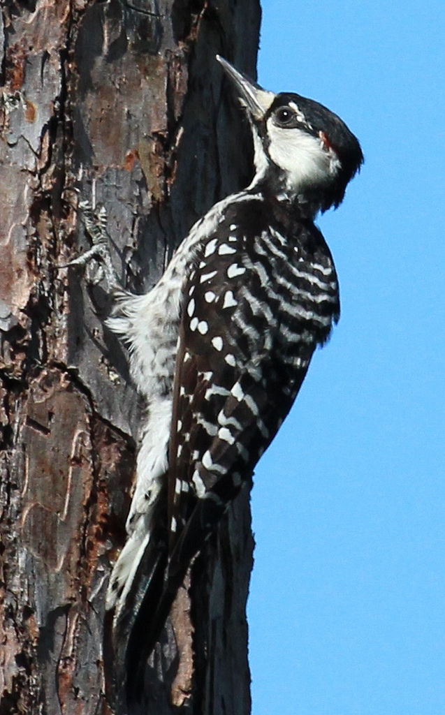  p>红顶啄木鸟分布于北美地区,包括美国,加拿大,格陵兰,百慕大群岛