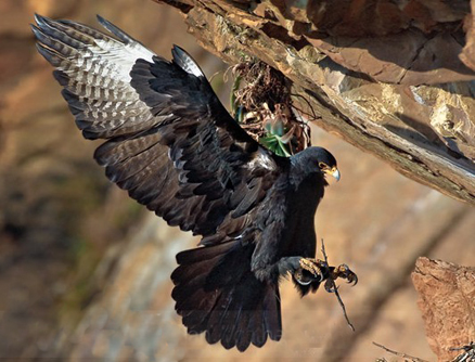  p>黑雕(学名: i>aquila verreauxii /i>):是鹰科,雕属的物种.