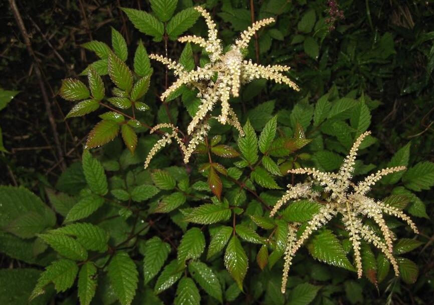  p>假升麻属aruncus adans.约有6种植物,分布于北半球冷温带.