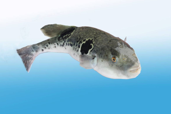 大连红鳍东方鲀