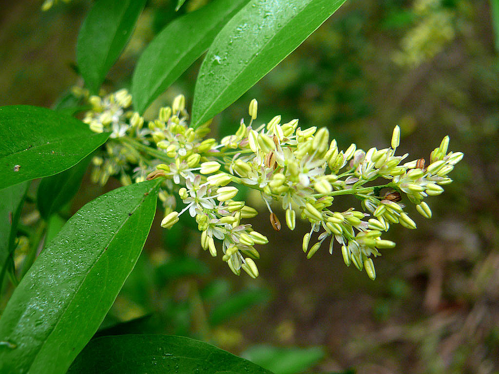  p>珍珠花属,学名: i>lyonia nutt /i>,是 a href="#" data-lemmaid="