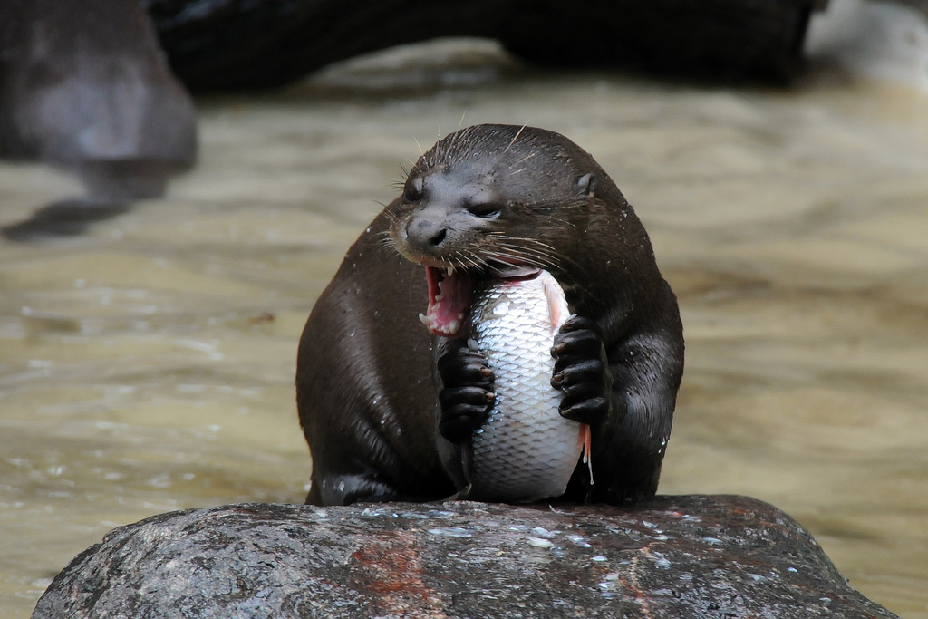  p>巨獭(学名: i>pteronura brasiliensis /i>):鼬科巨獭属的一种动物