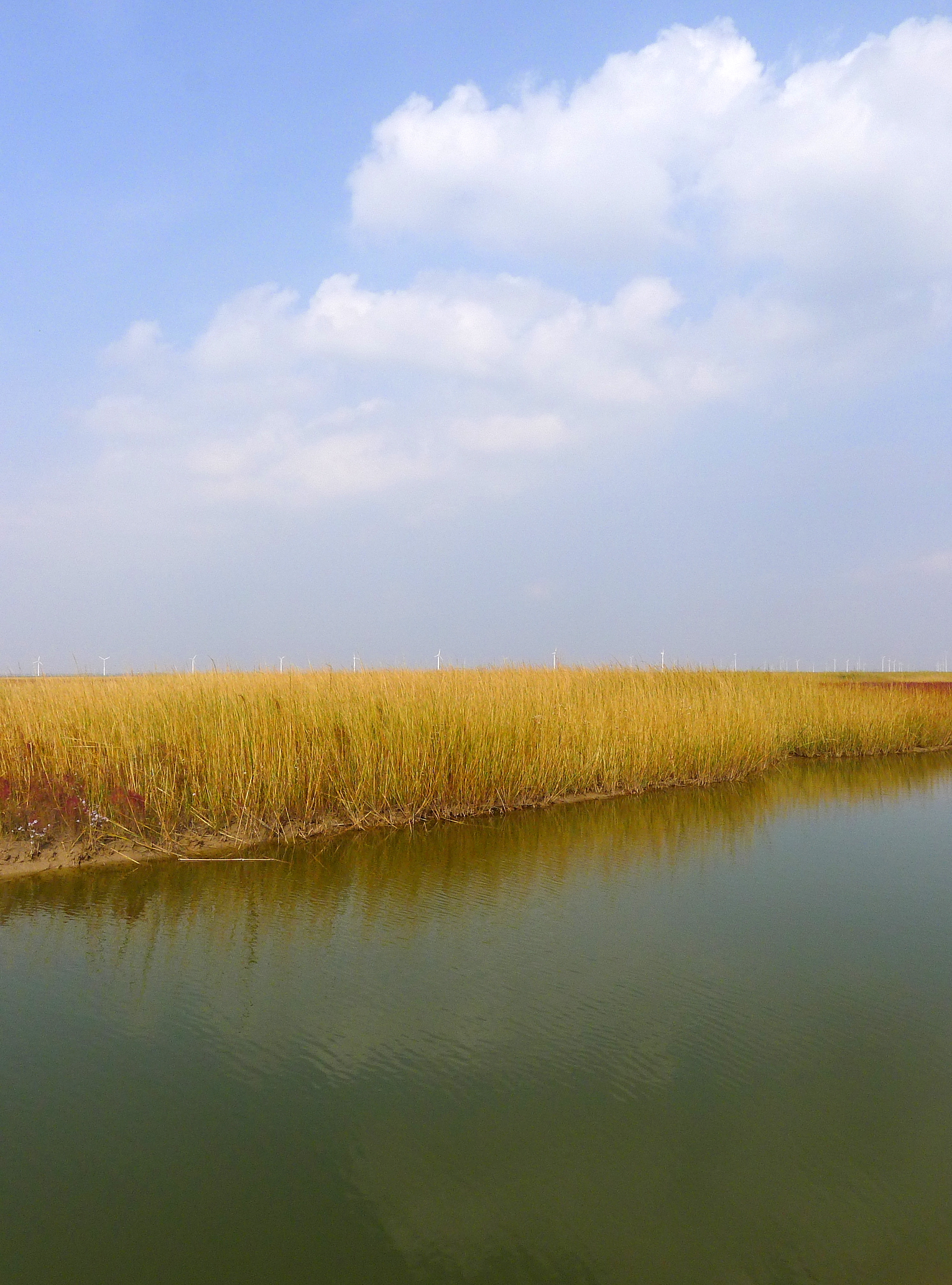江苏盐城保护区