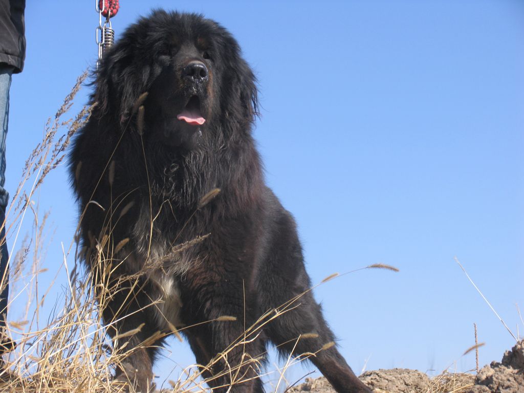  p>原生藏獒又称原生獒,一般泛指直接从青海,甘肃等牧区直接下来的