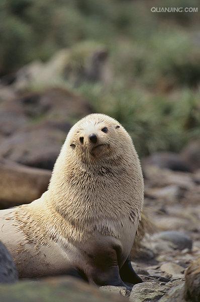  p>南美毛皮海狮(south american fur seal)的皮毛是深灰色.