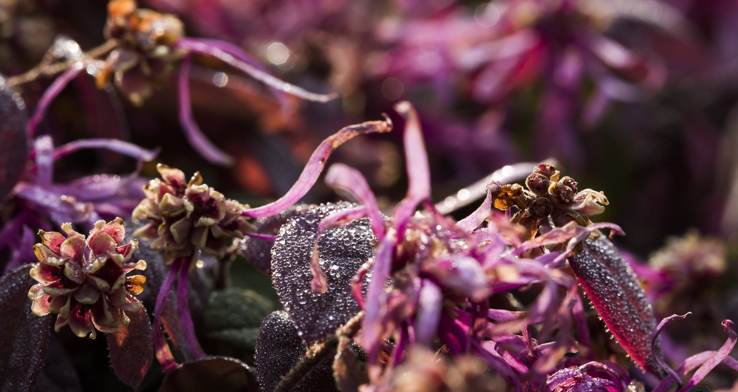  p>红花檵木(拉丁学名: i>loropetalum chinense var /i>.