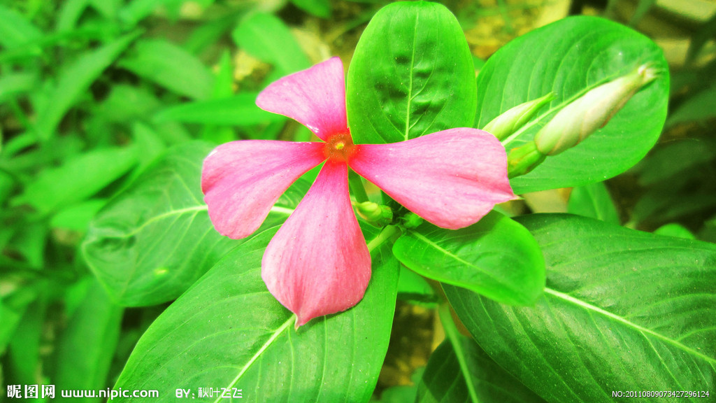 xiza">千年红,属于培育 a target="_blank" href="/item/植物/142914"