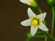 龙葵花 百度百科