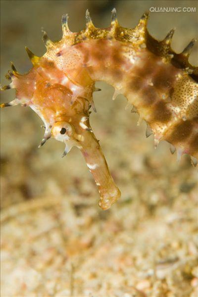 hippocampus  histrix