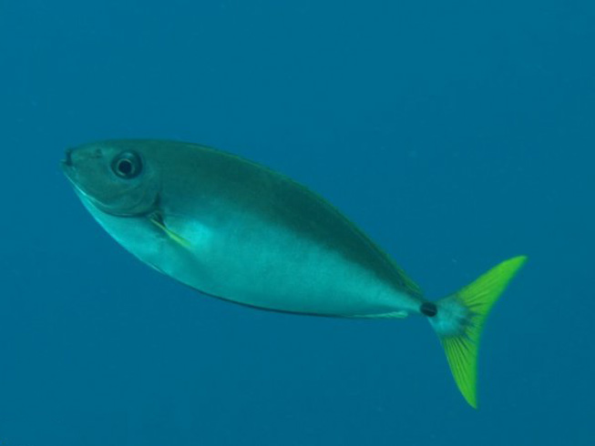  p>刺尾鱼科(学名:acanthuridae)是鲈形目所属一科鱼类总称,其科名  