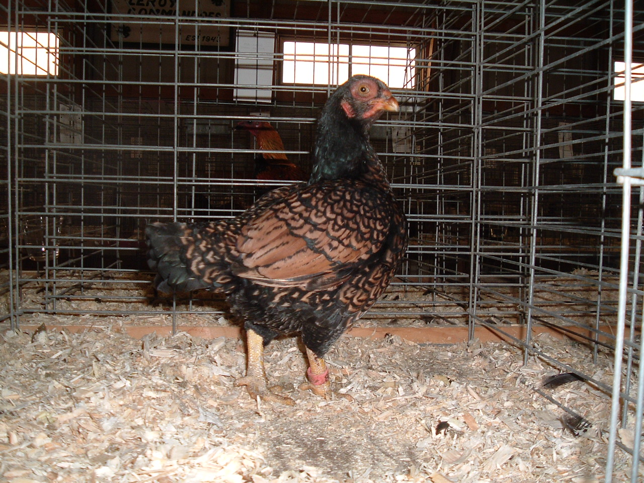  p>科尼什鸡,著名肉鸡品种,原产英国康瓦尔,是一种杂食家养鸟. /p>