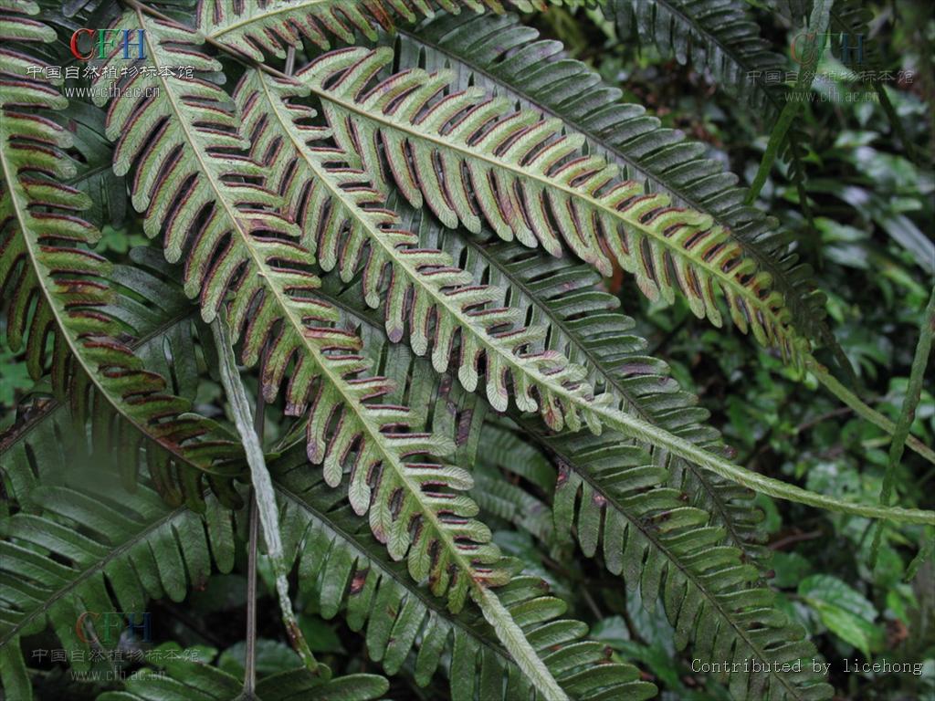  p>凤尾蕨(学名: i>pteris cretica l. var. nervosa /i>  (thunb.