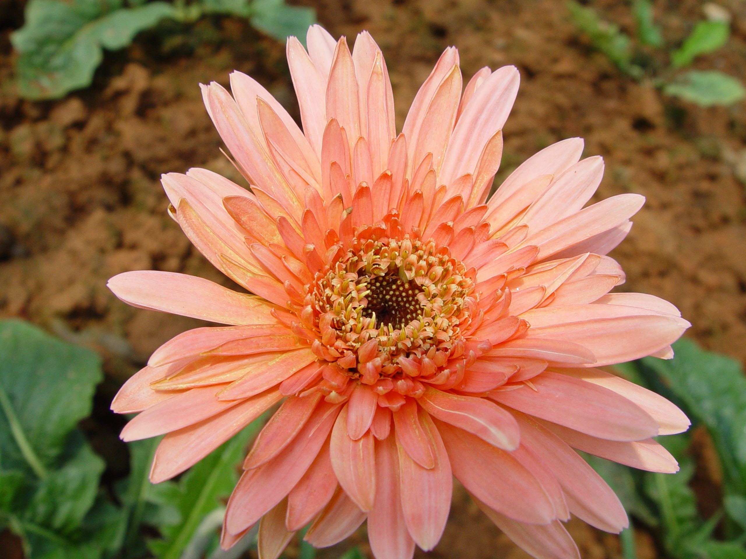  p>非洲菊(学名: i>gerbera jamesonii /i> i>  /i>bolus)是 a href="