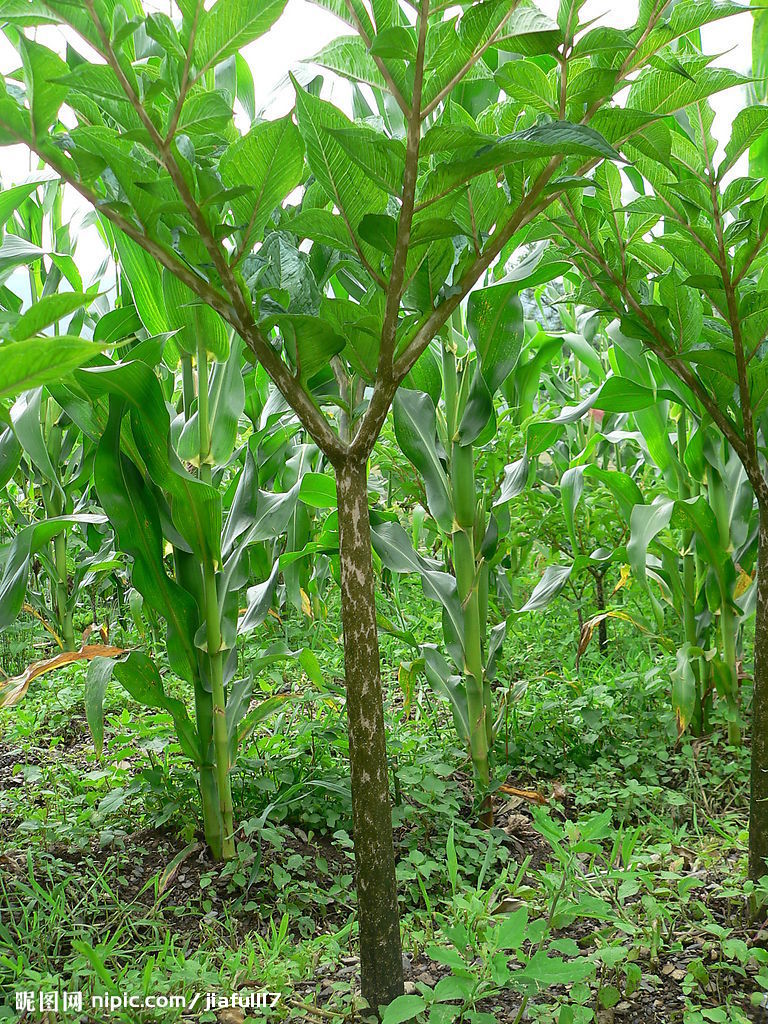 魔芋属(amorphopha llus blume)的总称
