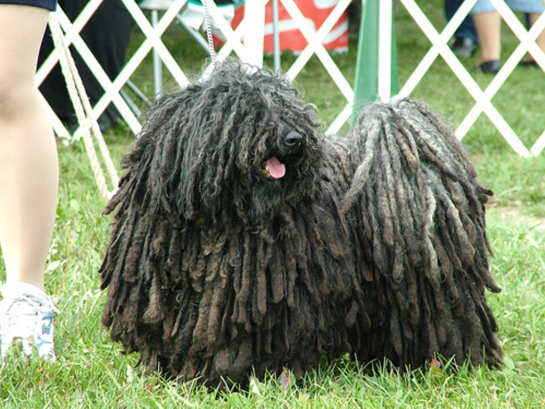  p data-id="gn8pnlx5h5">波利犬,或称波利牧羊犬,作为匈牙利牧羊犬不