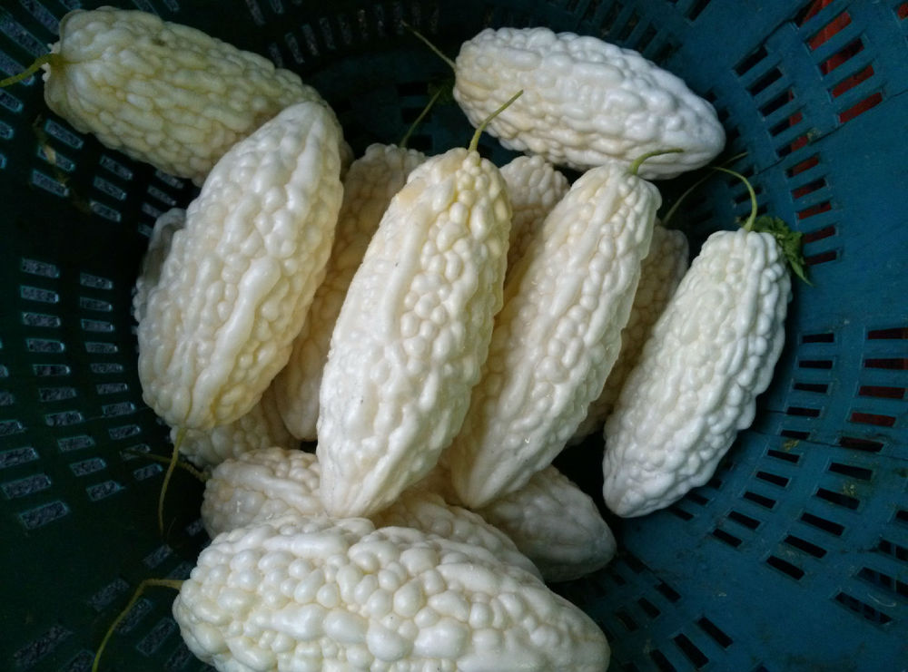 href="/item/台湾/122340" data-lemmaid="122340">台湾 /a>,白玉苦瓜