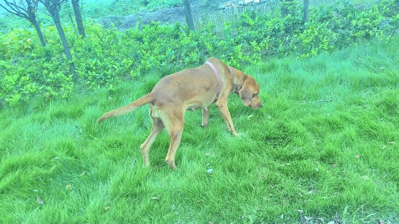 普罗特猎犬