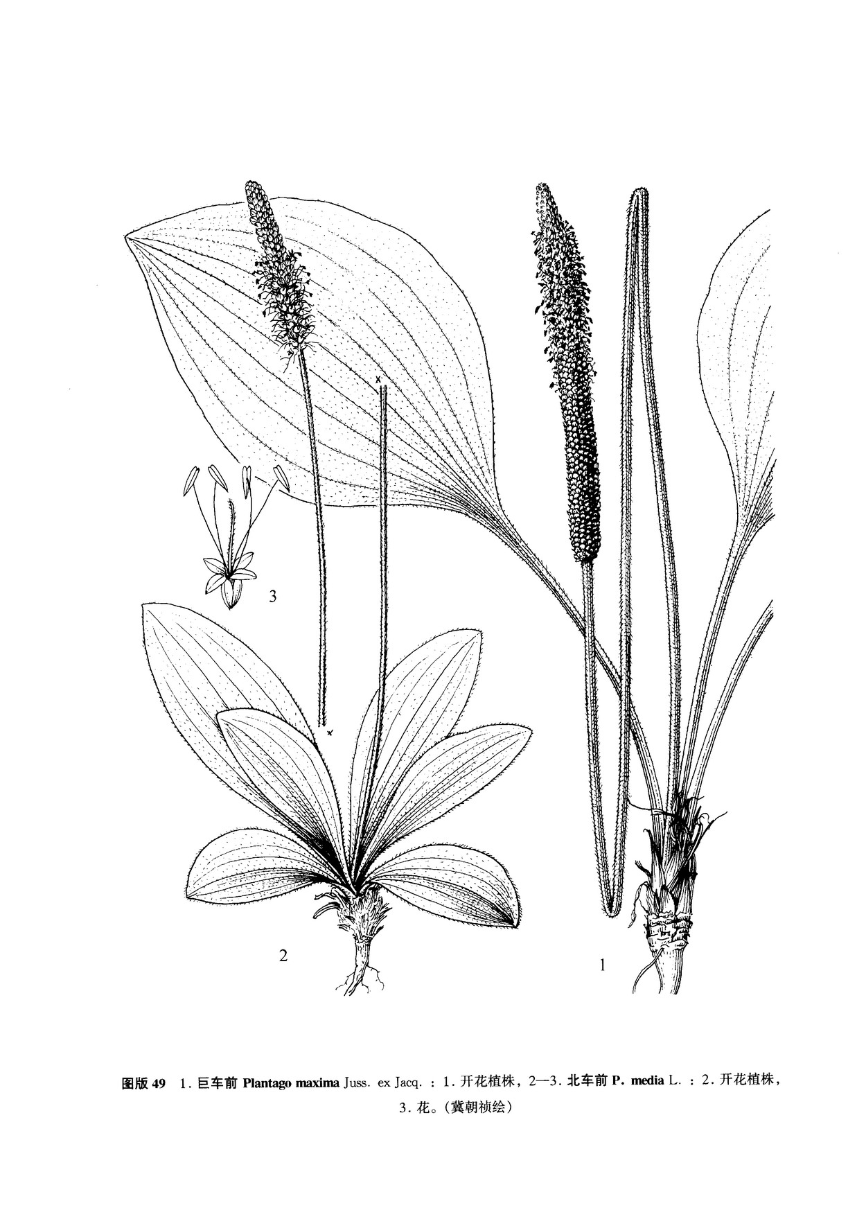  p>巨车前(学名:plantago maxima juss. ex jacq.