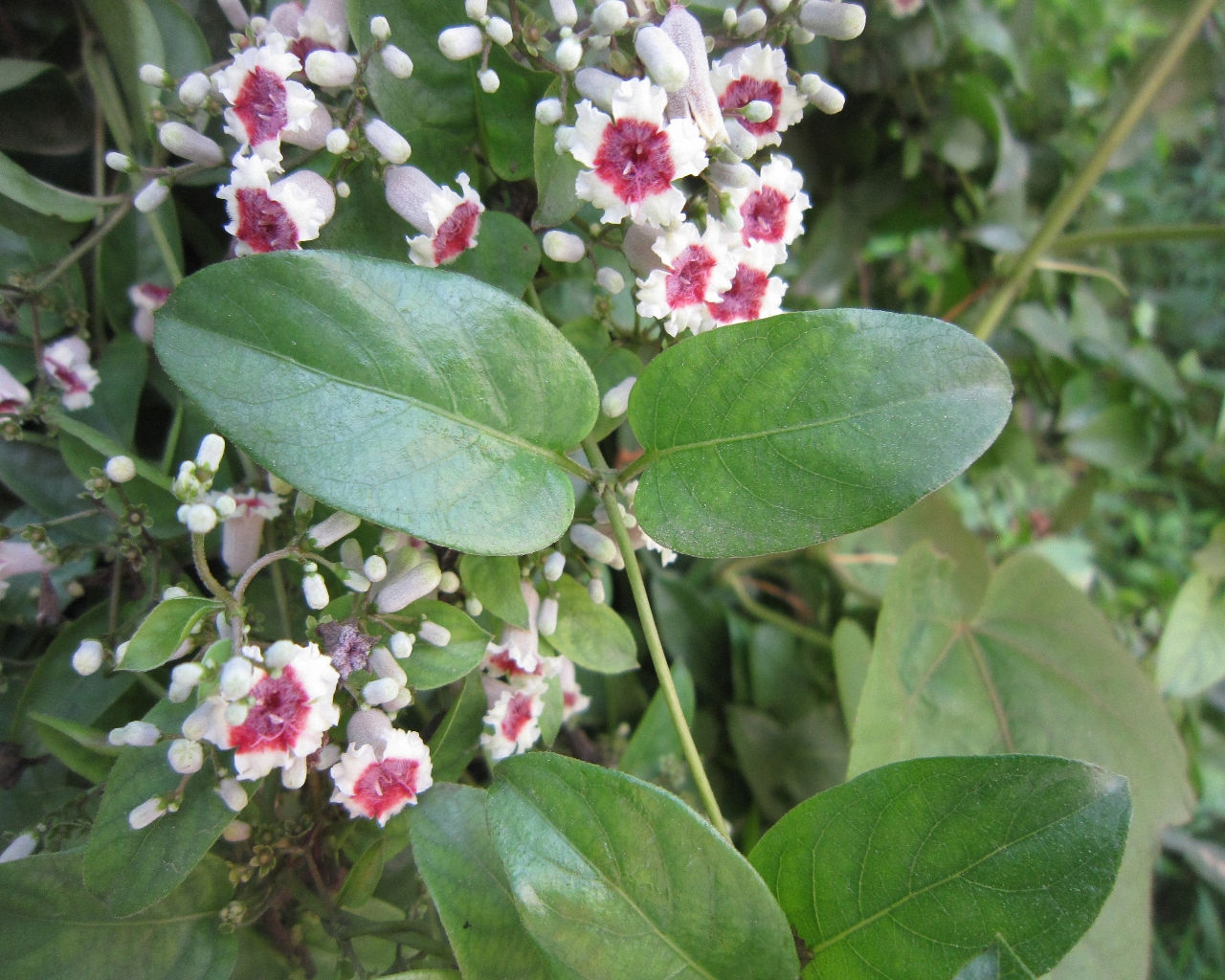 是茜草科,鸡屎藤属藤状 a target="_blank" href="/item/灌木