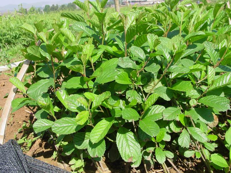  p>川滇桤木(学名: i>alnus ferdinandi-coburgii  /i>schneid.