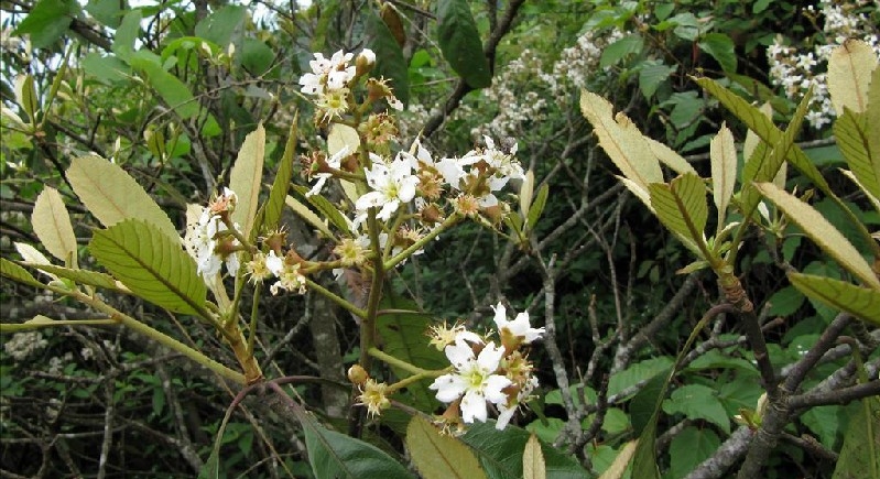  p>大花枇杷(学名: i>eriobotrya cavaleriei /i> (levl.) rehd.