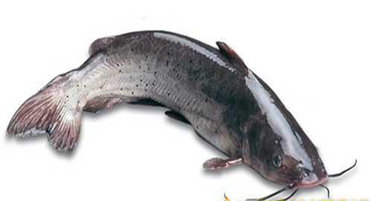 亦称" a target="_blank" href="/item/江团/5239761" data-lemmaid="