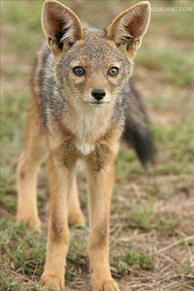  p>黑背胡狼(学名: i>canis mesomelas /i>):个头较小,长相似狗,行动