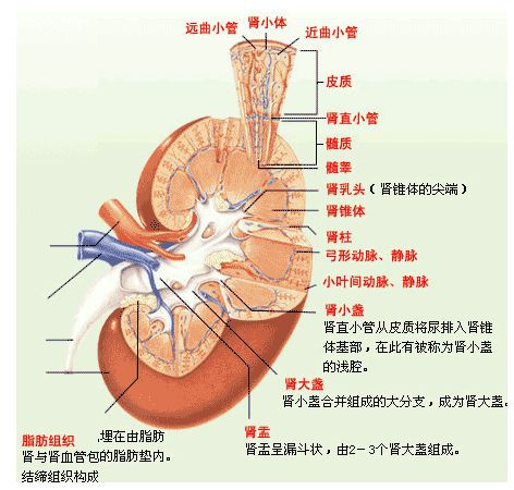 肾小球肾炎又称肾炎.发生于双侧肾脏肾小球的变态反应性疾病
