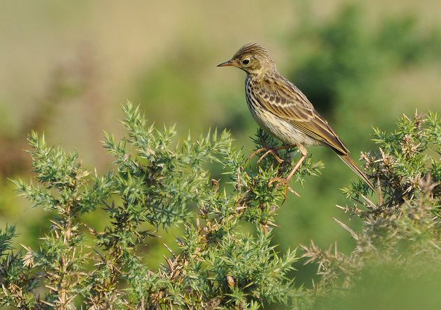  p>云雀北欧亚种是一种小型鸣禽,体型及羽色略似麻雀,以植物种子,昆虫