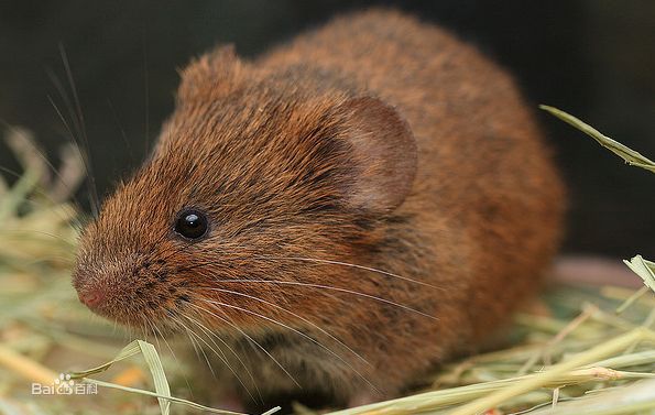  p>中东田鼠体长多不超过150mm,尾很短.通常为体长之1/3或1/4.