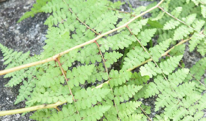  p>根状茎粗而横卧,直径0.