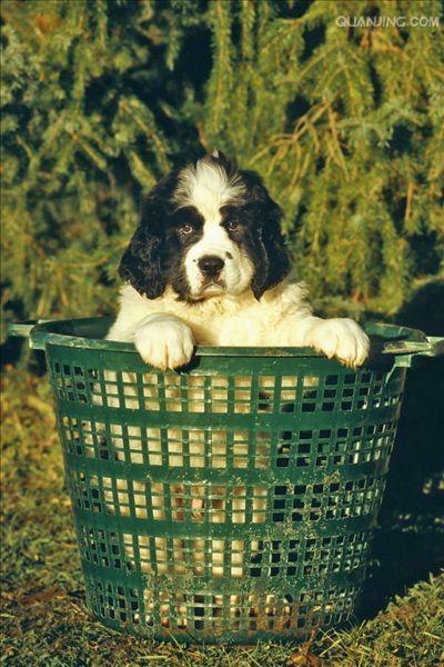  p>兰西尔犬是欧亚大陆的长毛犬品种之一.