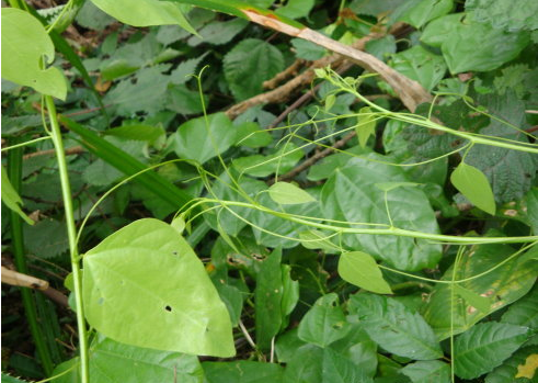  p>赤苍藤(学名: i>erythropalum scandens bl.