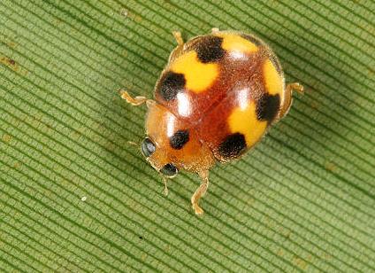 8 mm,复眼大,前胸背板黄褐色,中央有一枚黑色斑点,翅鞘为黄色,黄褐色