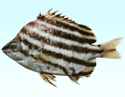  p>细刺鱼体呈卵圆形,侧扁.头甚小而眼较大.