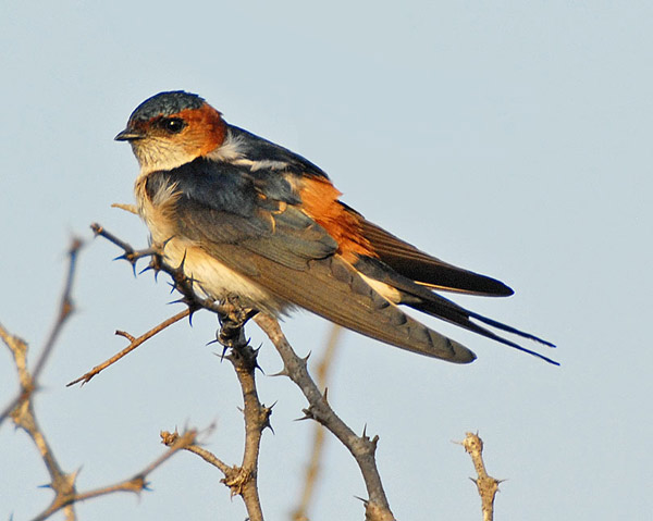 hirundo daurica daurica