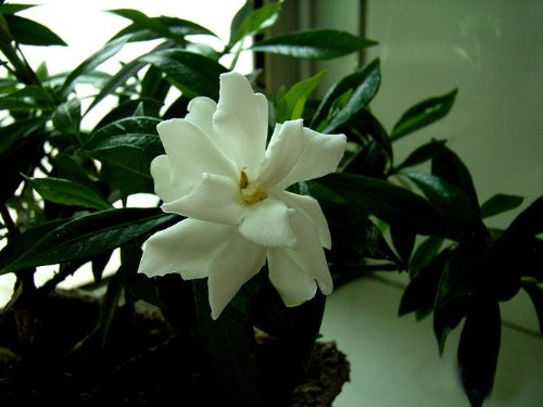  p>海栀子又名四季栀子,是 a href="#" data-lemmaid="6772270">茜草