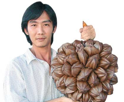 亚答子_百度百科