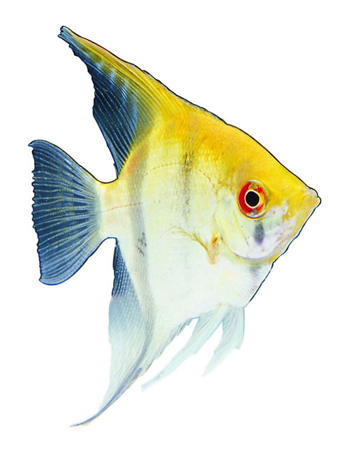  p>观赏鱼是指具有观赏价值的有鲜艳色彩或奇特形状的鱼类.