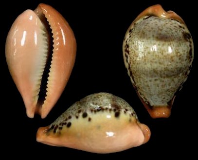  p>玉女宝螺(学名:austrasiatica hungerfordi hungerfordi)是 a href