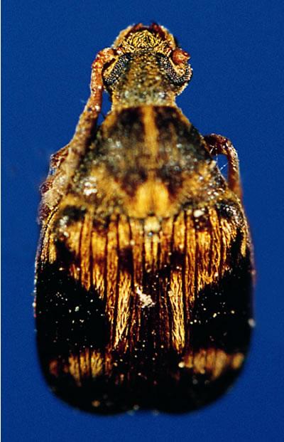  p>四纹豆象是鞘翅目豆象科豆象属的一种 a href="#" data-lemmaid="