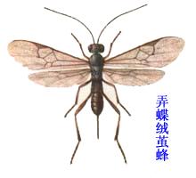  p>昆虫名,为膜翅目,茧蜂科.