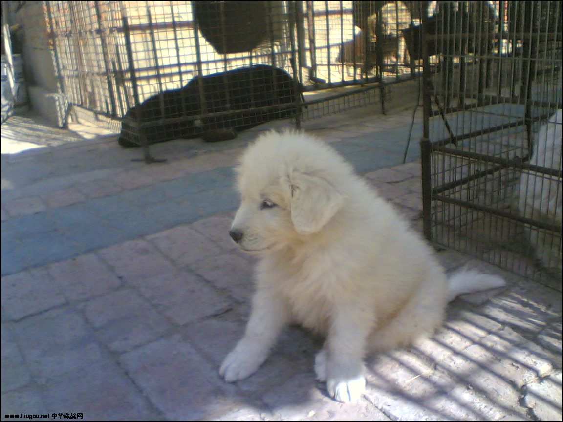  p>雪獒,全身雪白的 a target="_blank" href="/item/藏獒/5311" data