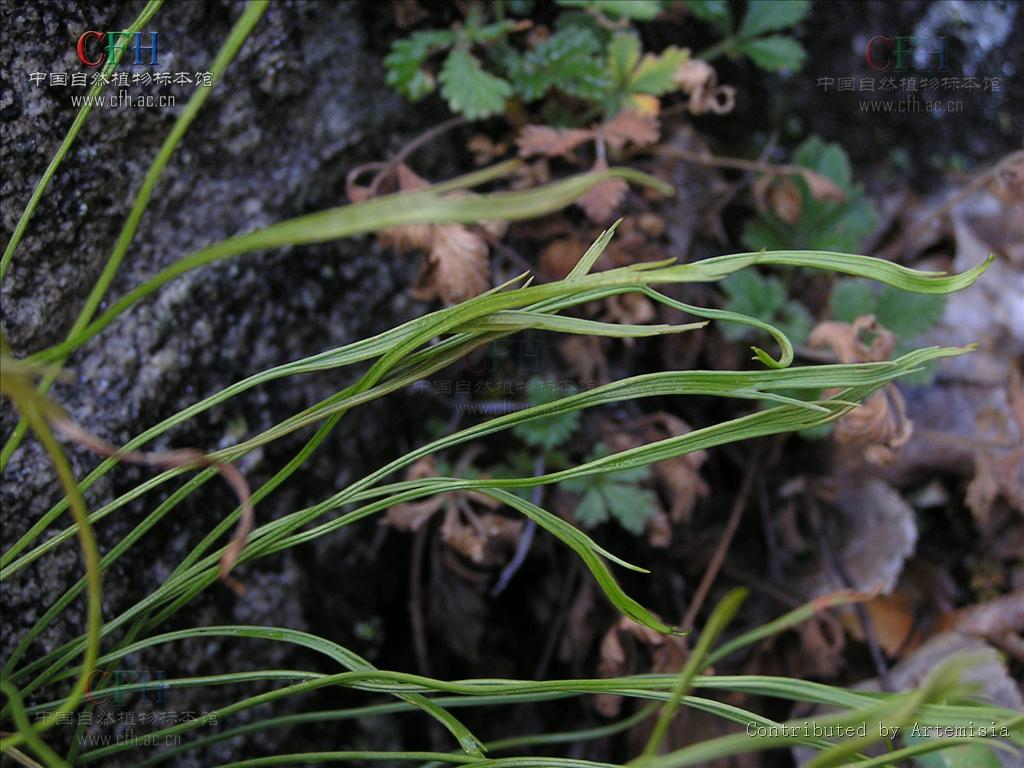 asplenium septentrionale (l.) hoffm.