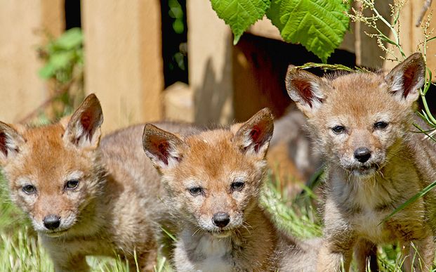  p>郊狼(学名: i>canis latrans /i>)是犬科犬属的一种,与 a target="