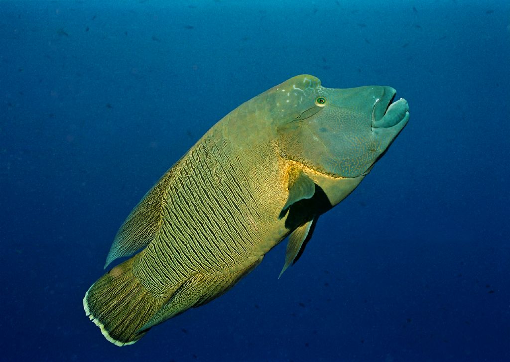  p>隆头鱼亚目( a href="#" data-lemmaid="8074290">学名 /a>:labroi