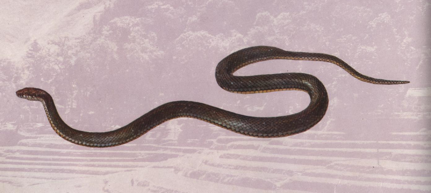  p>菱斑小头蛇( a href="#" data-lemmaid="8074290">学名 /a>:oligo